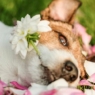 Help, My Dog Ate Dahlias! Are Dahlias Toxic Or Harmful To Dogs? #3 #2
